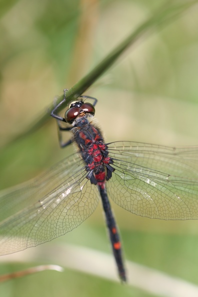 Leucorrhinia dubia2.JPG