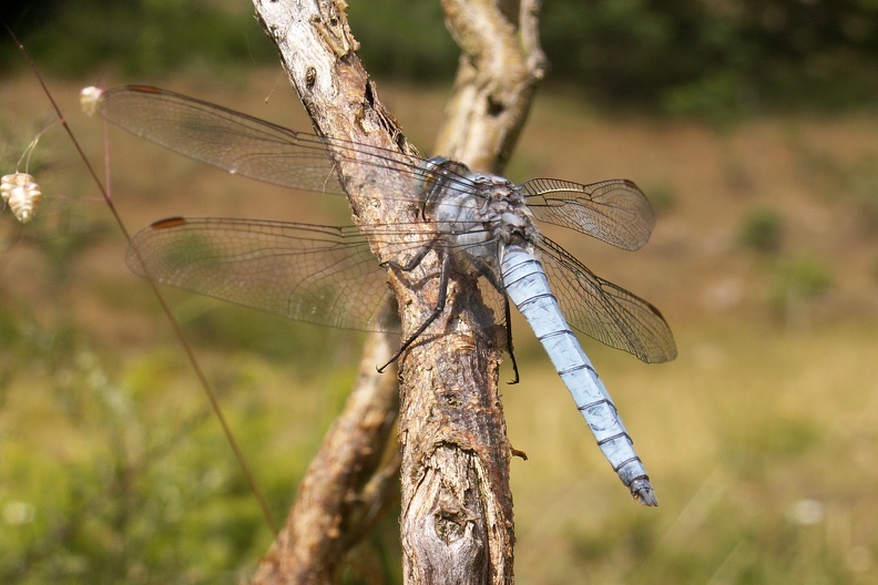 Orthetrum cancellatum 2.JPG