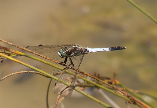 Orthetrum cancellatum 