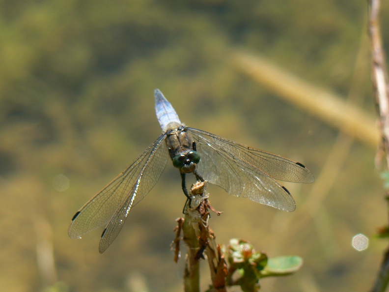 Orthetrum cancellatum 5.JPG
