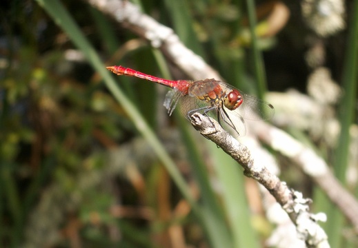 Sympetrum sanguineum