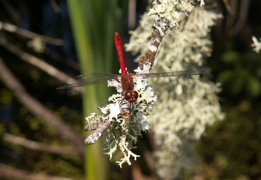 Sympetrum sanguineum