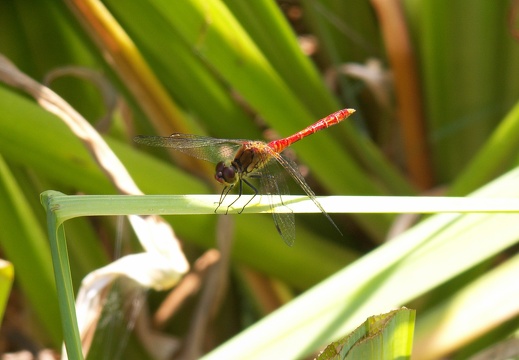 Sympetrum sanguineum