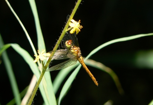 Sympetrum