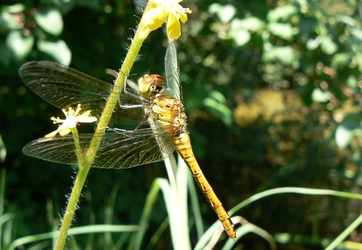 Sympetrum