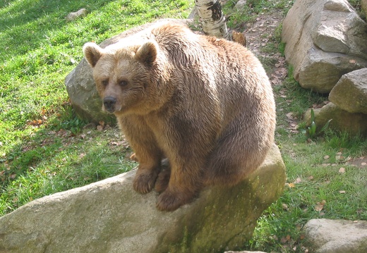 Ursidae