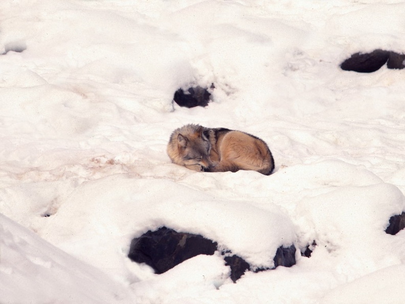 Loup dormant dans la neige. Canis lupus1.jpg