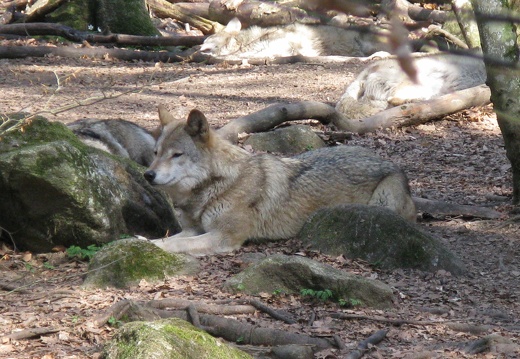 Canis lupus