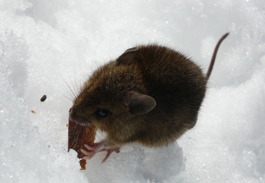 Apodemus sylvaticus