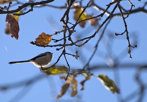 Aegithalos caudatus