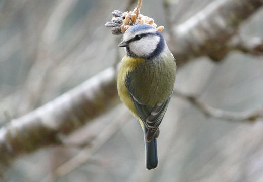 Cyanistes caeruleus