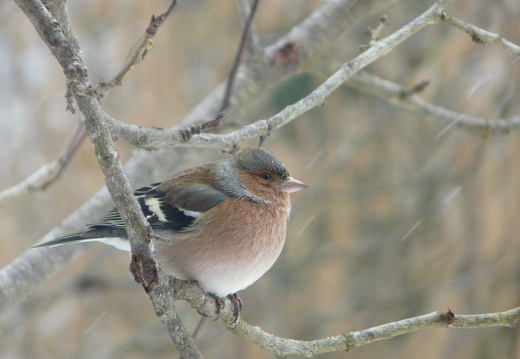 Fringilla coelebs