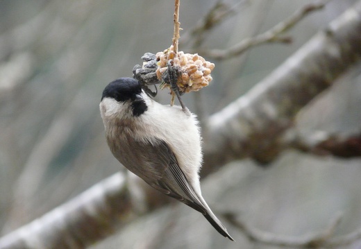 Poecile palustris