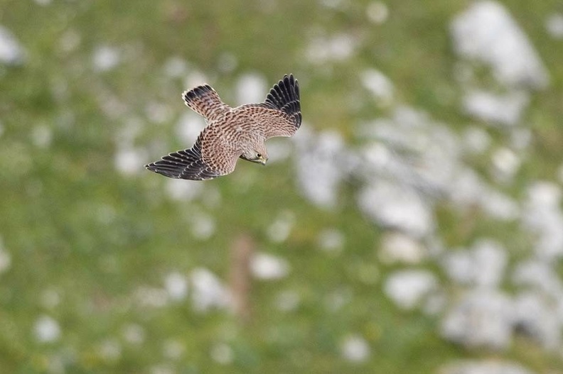 Falco tinnunculus.jpg