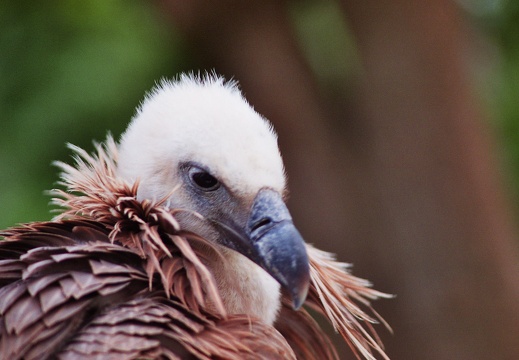 Gyps fulvus

