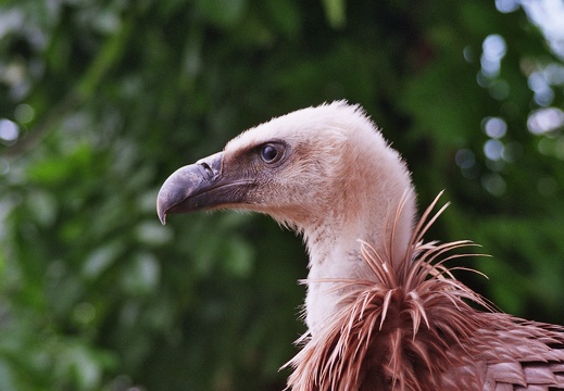 Gyps fulvus
