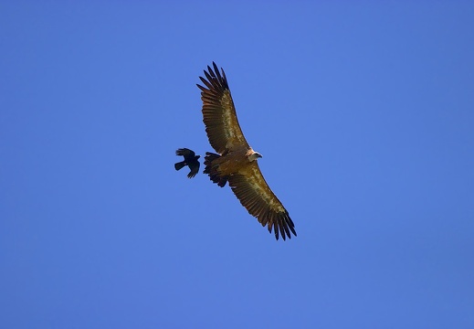 Gyps fulvus
