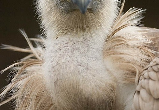 Gyps fulvus
