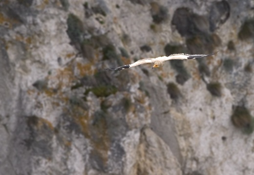 Neophron percnopterus
