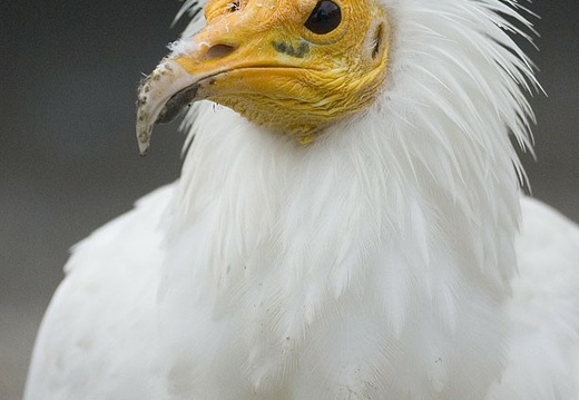 Neophron percnopterus