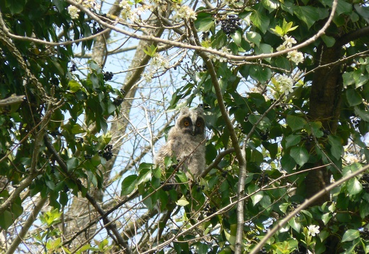 Asio otus