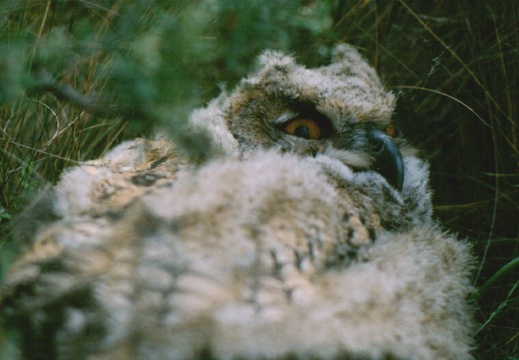 Bubo bubo
