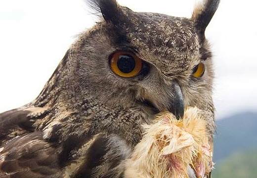 Bubo bubo