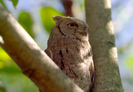 Otus scops