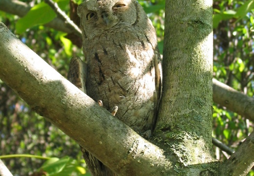 Otus scops