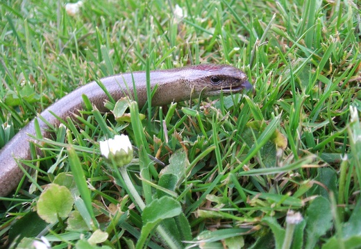 Anguis fragilis