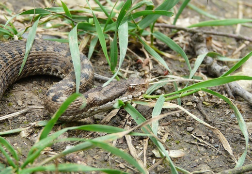 Coluber aspis Linnaeus