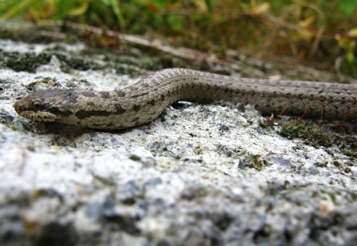 Coronella austriaca