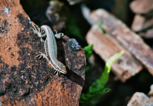 Iberolacerta aranica