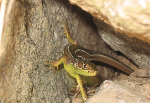 Lacerta bilineata