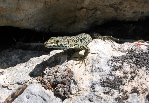 Podarcis liolepis