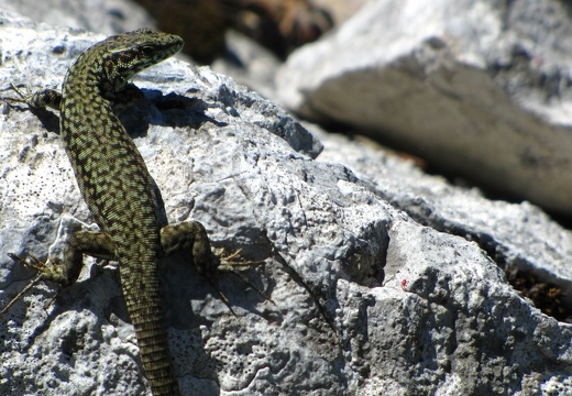Podarcis liolepis