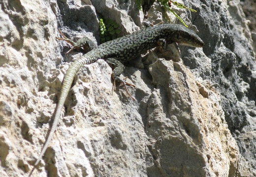 Podarcis muralis