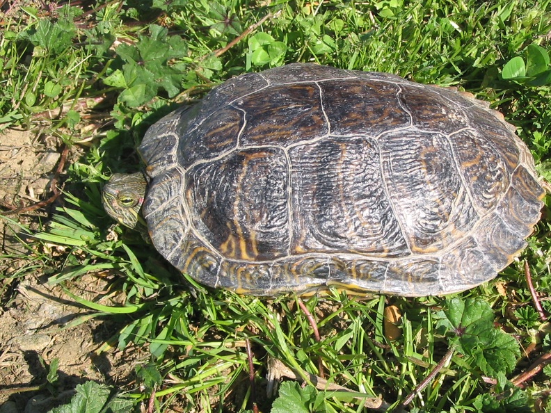 Trachemys scripta elegans3.jpg
