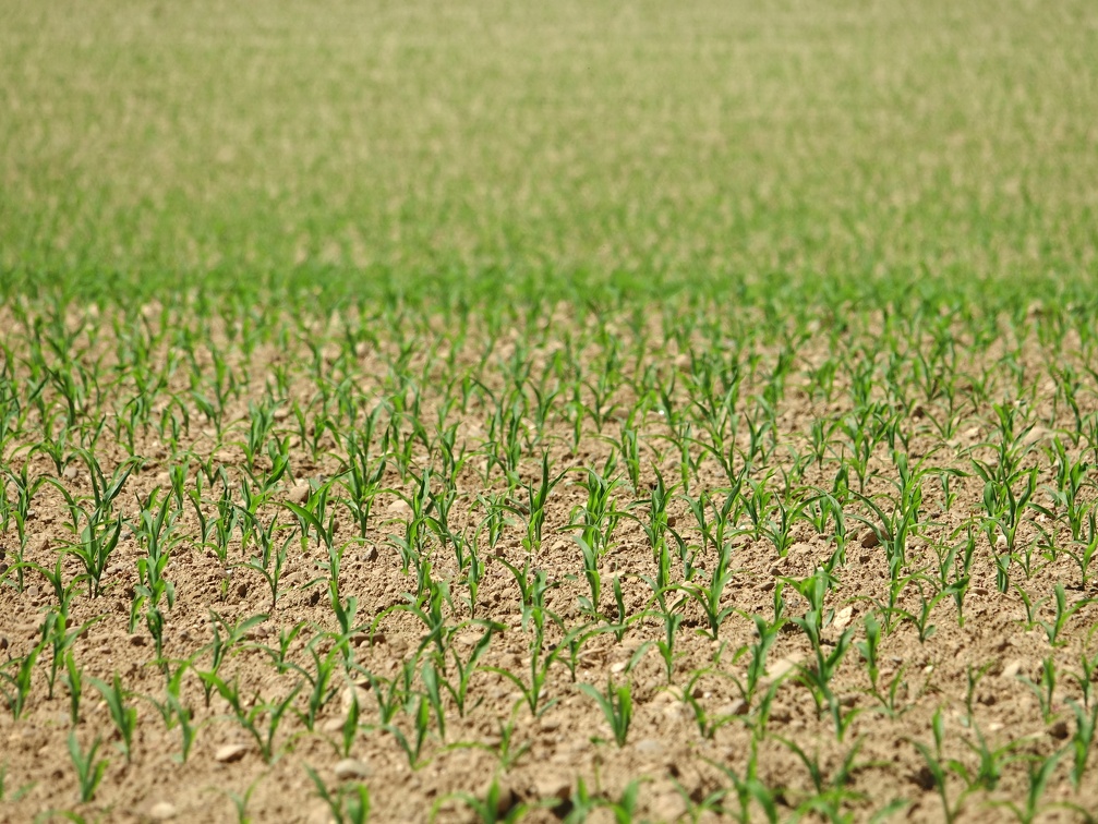 Zea mays