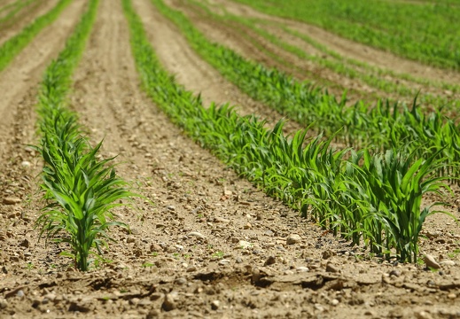 Zea mays