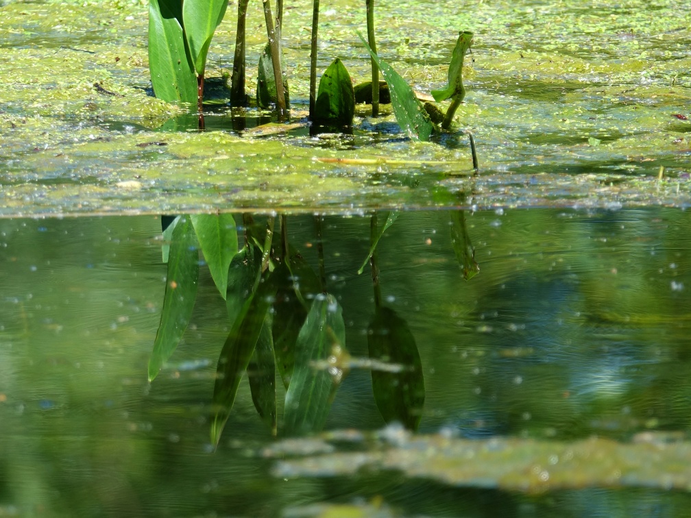 Potamogeton