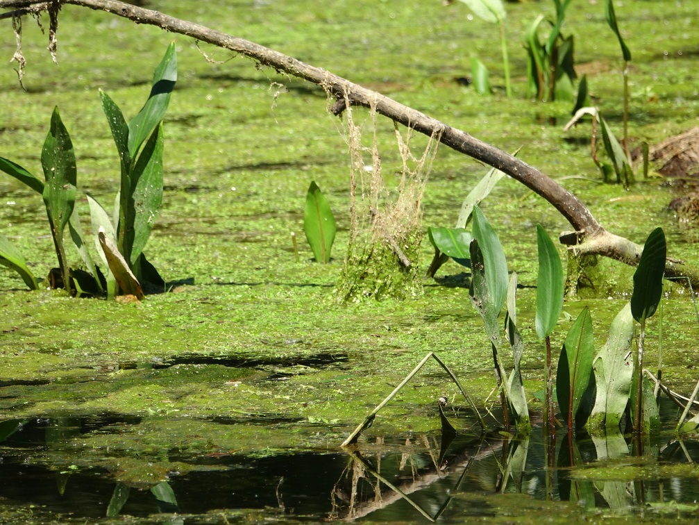 Potamogeton