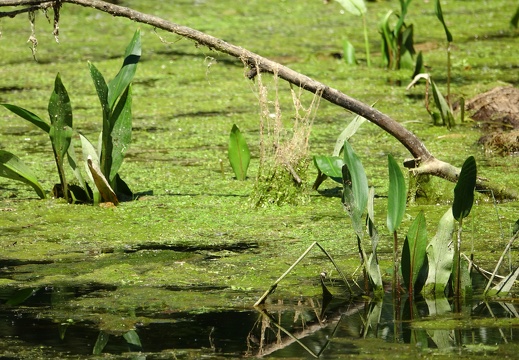 Potamogeton