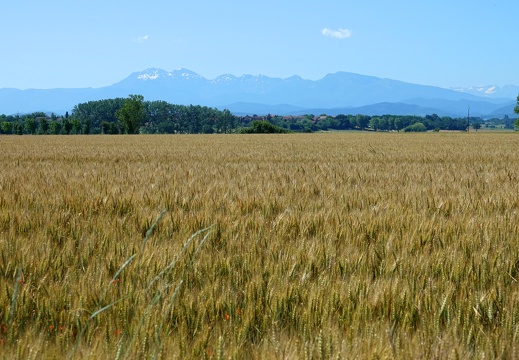 Plaine