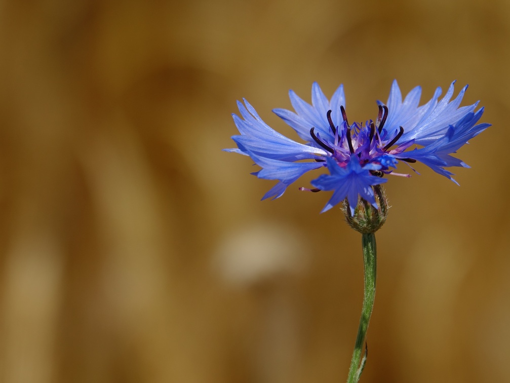Centaurea cyanus