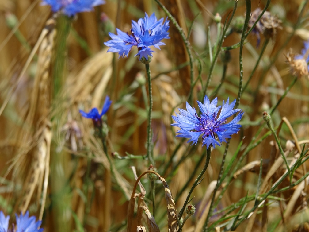 Centaurea cyanus