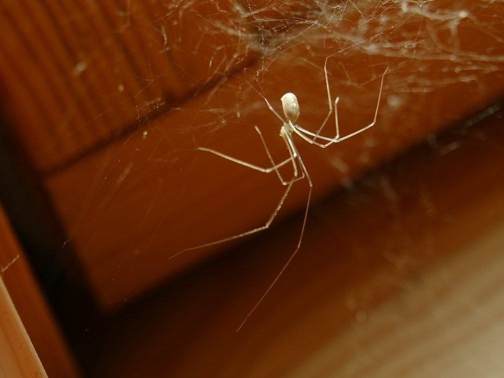 Pholcus