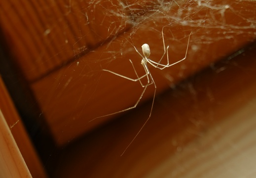 Pholcus