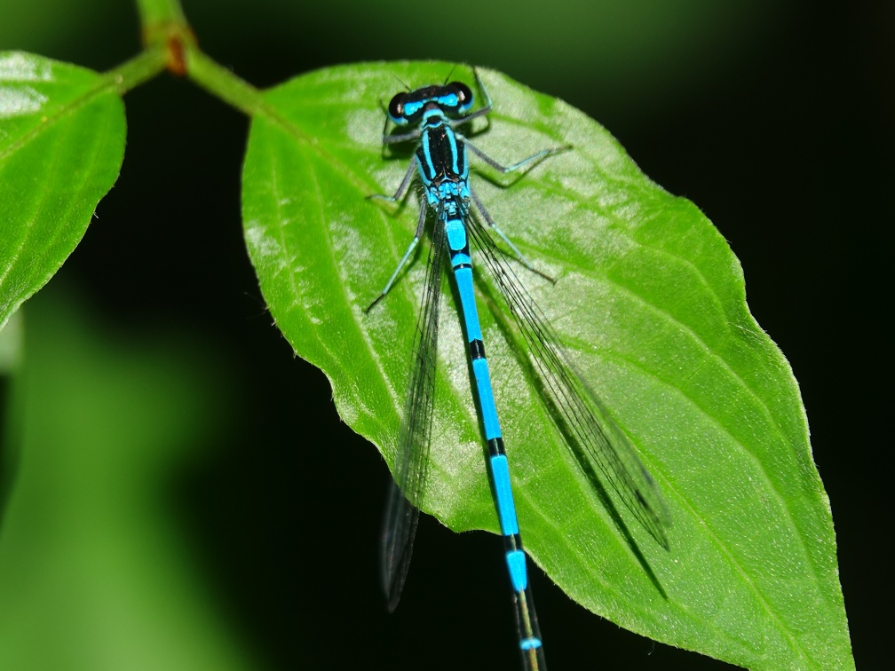 Coenagrion puella