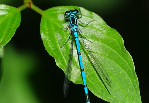 Coenagrion puella